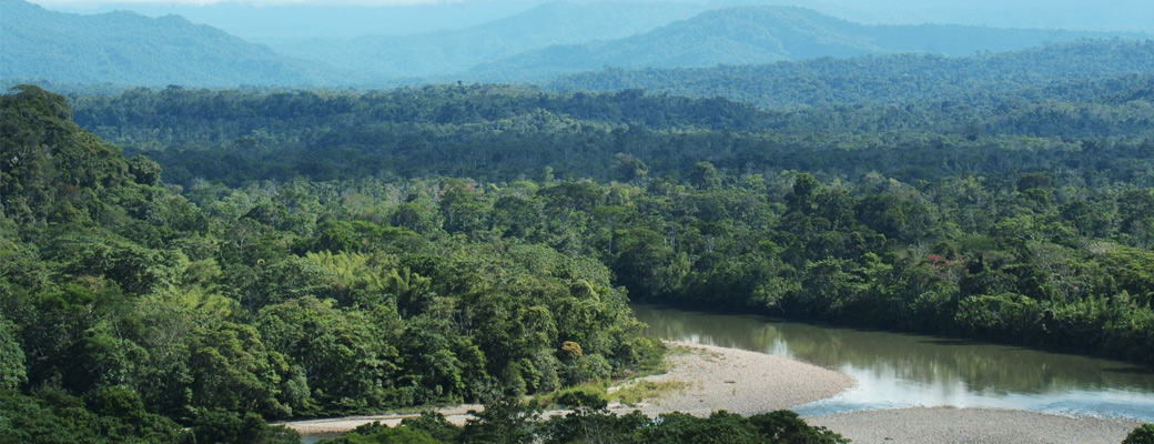 Amazon rainforest in Yasuni Park