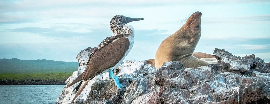 Bird and sealion in Galapagos Islands
