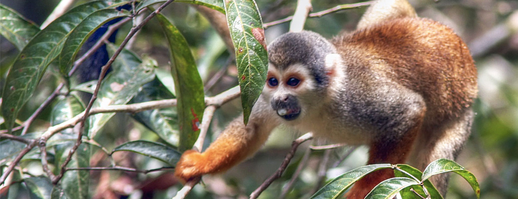 pocket monkey in Ecuador amazon rainforest