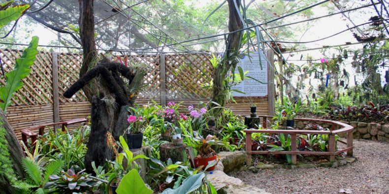 orquideas en el jardin botanico de guayaquil - lugares turisticos de guayaquil