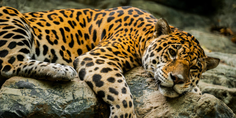 Amaru Bioparque Zoologico Cuenca Equador Pontos de Interesse