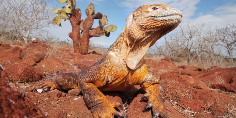 Iguana de galápagos - Curiosidades de Galápagos