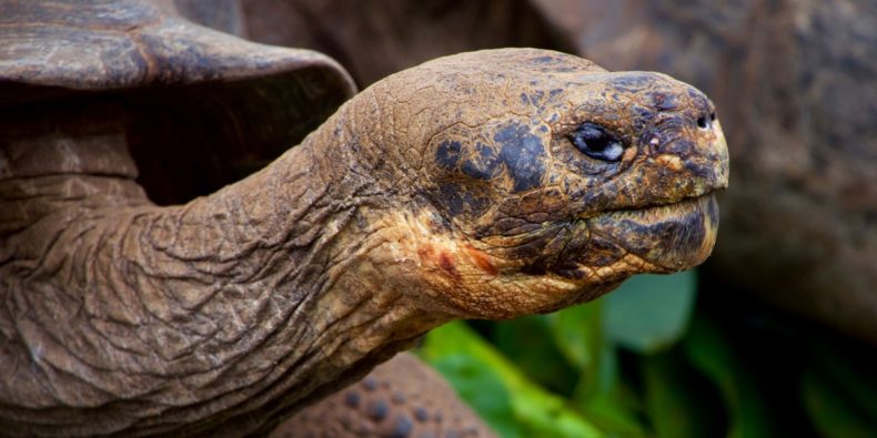 Curiosidades de Galápagos - tartaruga gigante de 100 anos
