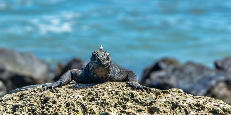 Galapagos islands Facts iguanas