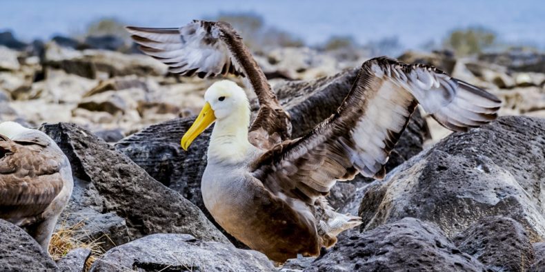 albatros de galápagos - cuantas especies hay en galapagos- especies de galapagos