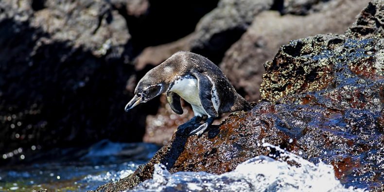 pinguino de galapagos - cuantas especies hay en galapagos- especies de galapagos
