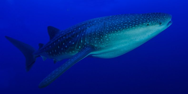 tiburon ballena de galapagos - cuantas especies hay en galapagos- especies de galapagos