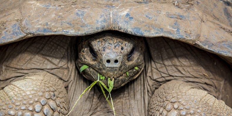 tartaruga gigante terrestres de galápagos - especies em galapagos