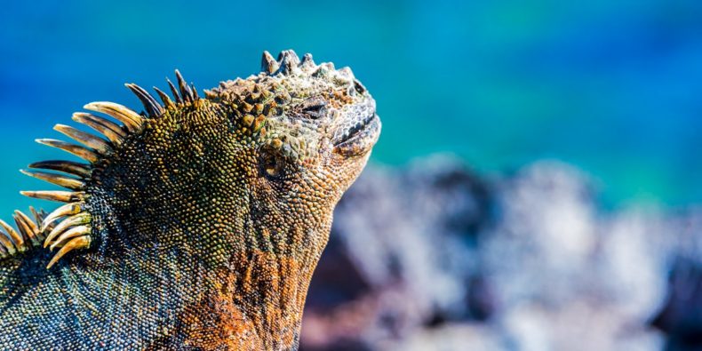 iguana de galapagos - especies de galapagos