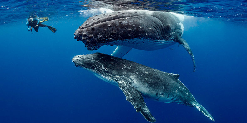 Baleines à bosses au large des côtes de Montañita.