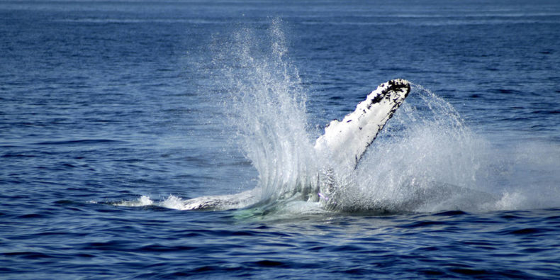 ballena jorobada en ecuador - que hacer en montañita